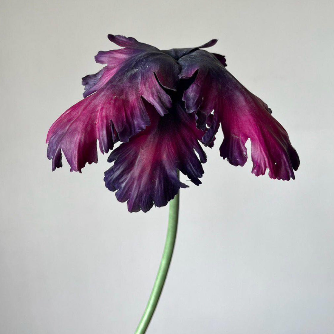 Blomst Tulip Pistachio Plum - By Reevein Studio