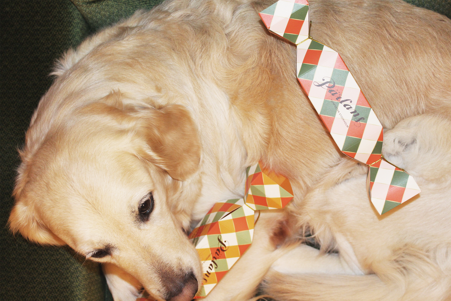 Golden retriever som hviler på grønn sofa med sløyfe i rutemønster rundt halsen for pyntetur