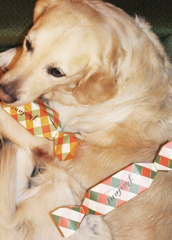 Golden retriever liggende på grønn sofa med sjokoladeinnpakning i rutemønster ved siden av seg